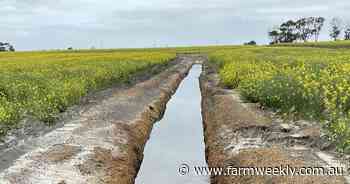 Canola shattered, drains damaged as rain deluge hits South Coast district