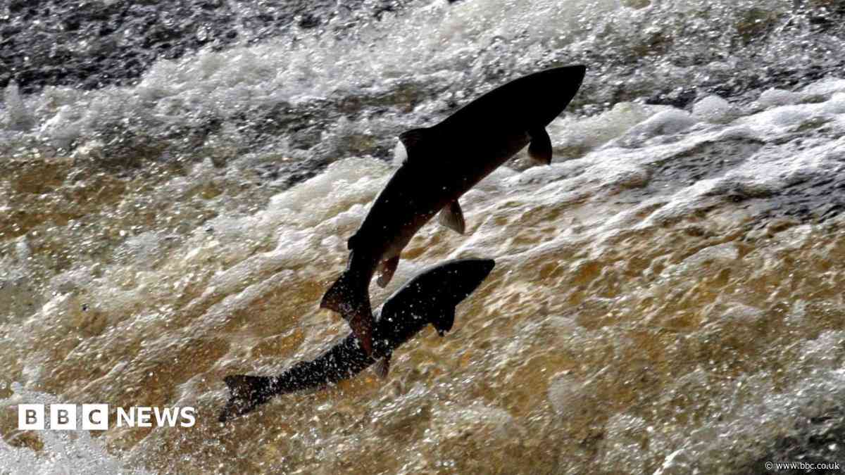 Sea trout and salmon numbers declining in rivers