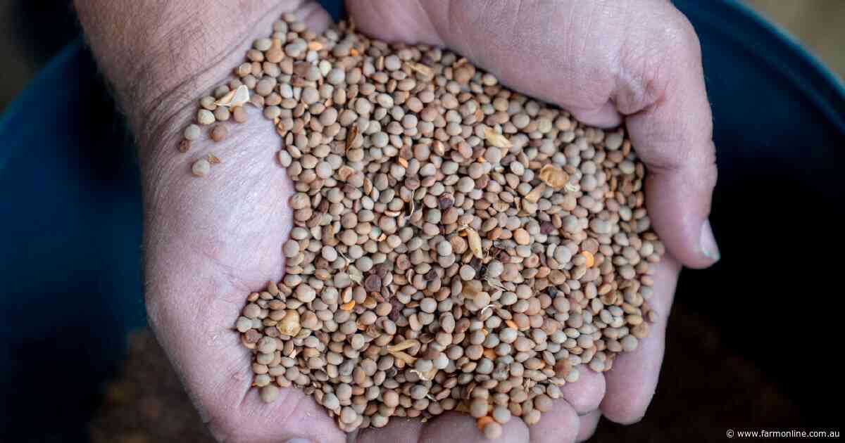 Extraordinary growth: Australia's changing position in the global lentil market