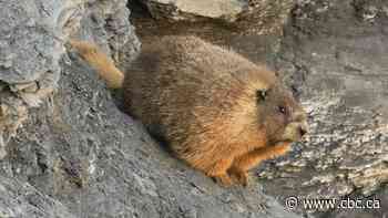 The 1st Fat Marmot Week winner is a 'special boy who likes to eat rocks'