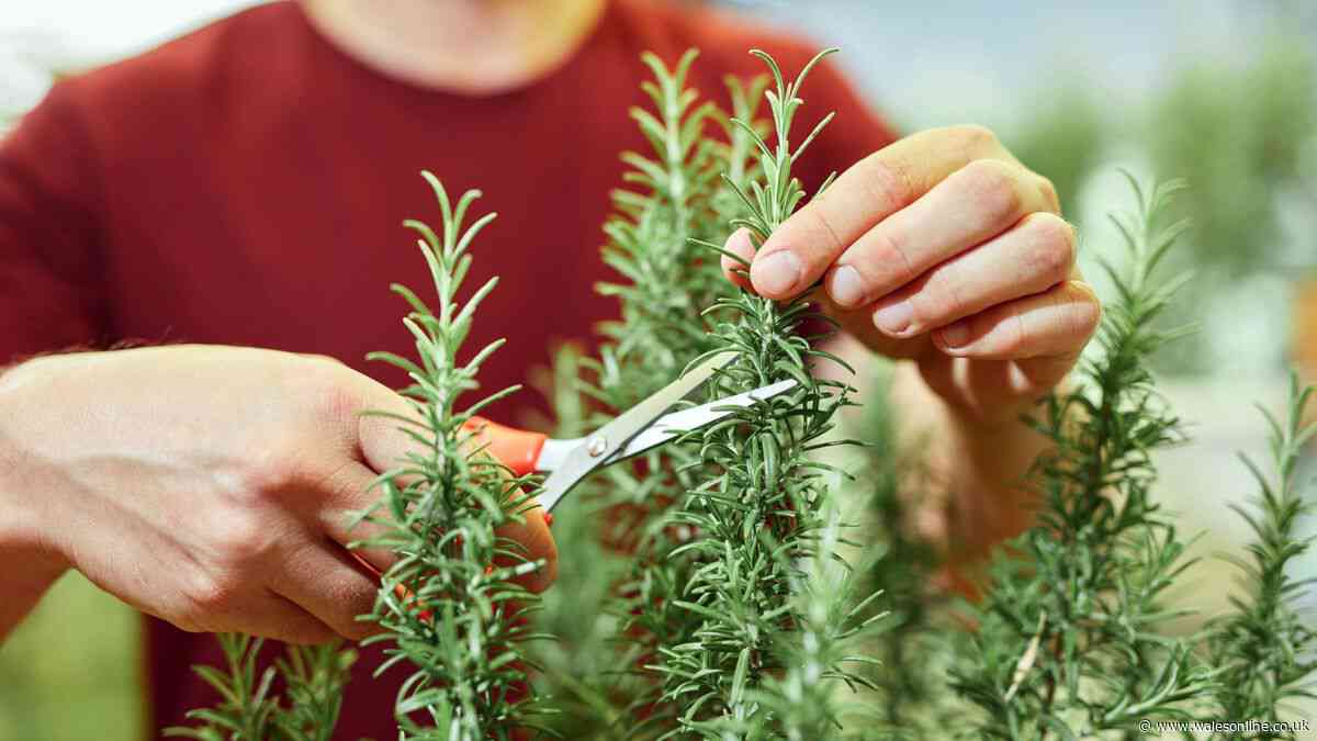 Six plants gardeners must prune this month for a garden 'packed with flowers next year'