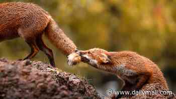 Cheeky fox nips at another in playful pics snapped in the capital