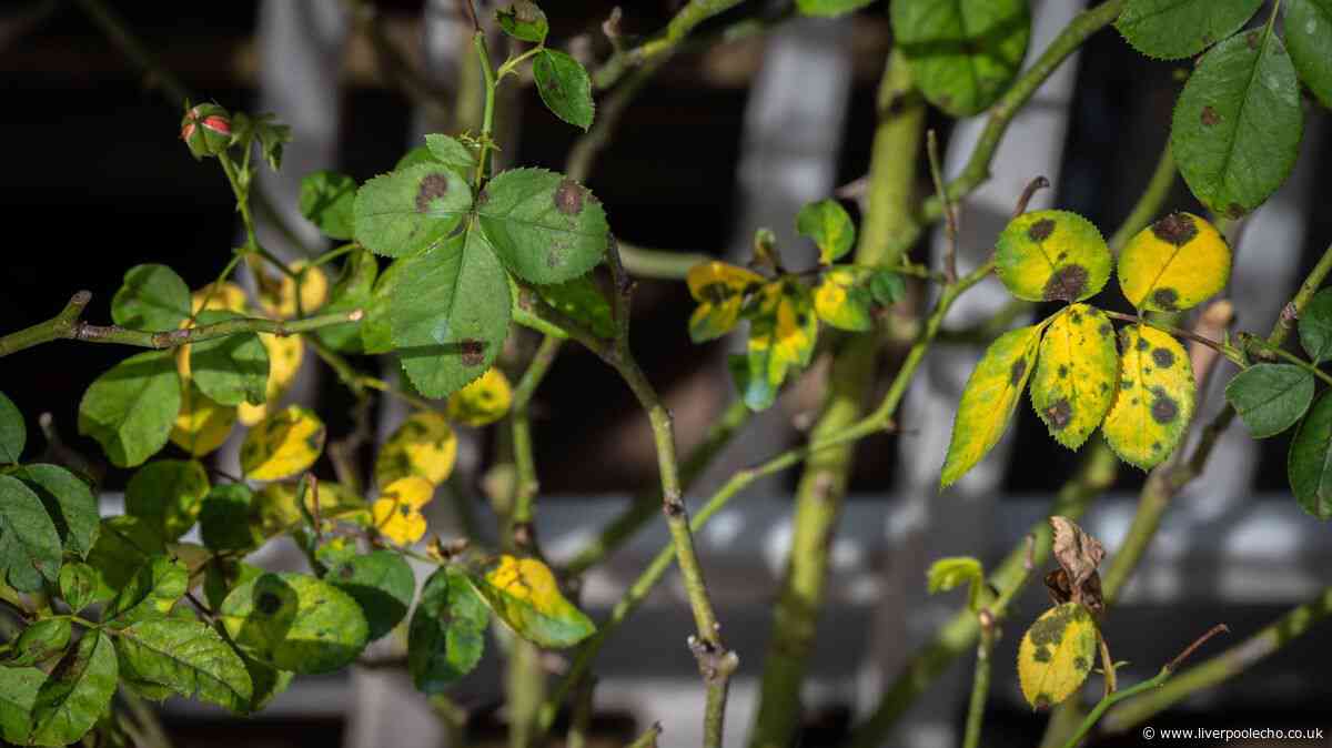 Stop black spot and help roses bloom longer by spraying 1 kitchen item in September