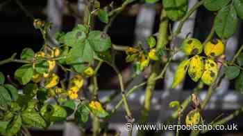 Stop black spot and help roses bloom longer by spraying 1 kitchen item in September