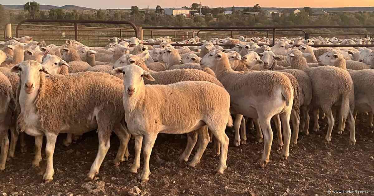 'Nature does it all for us': the low-input success story at Cymbric Vale