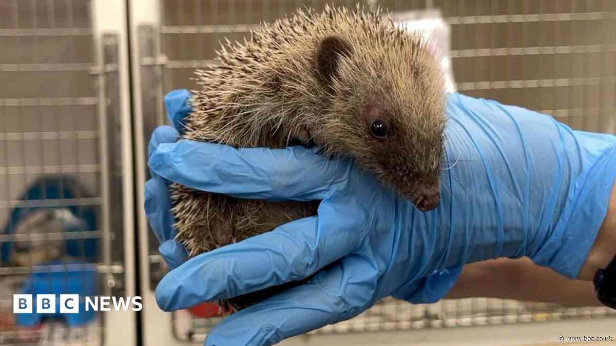 Record number of hedgehogs taken in by rescue centre