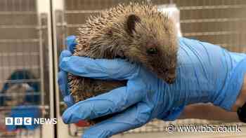 Record number of hedgehogs taken in by rescue centre