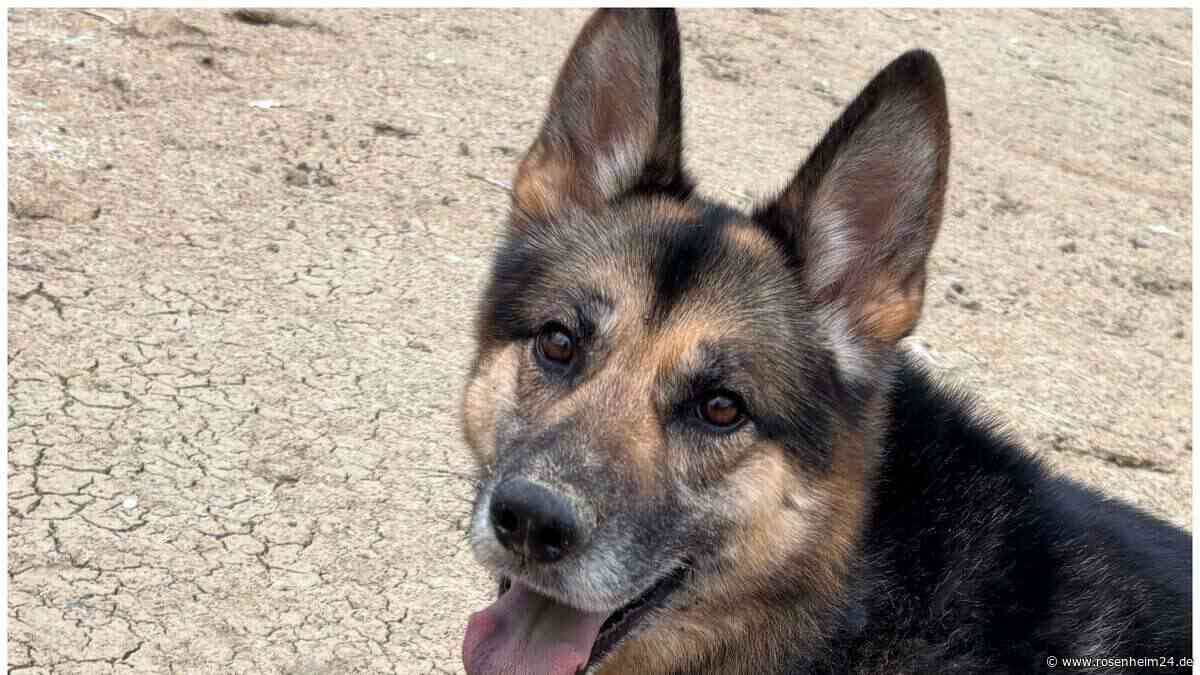 Wo ist Leo? Rätselraten um mutmaßlich entführten Schäferhund-Husky aus Haag geht weiter