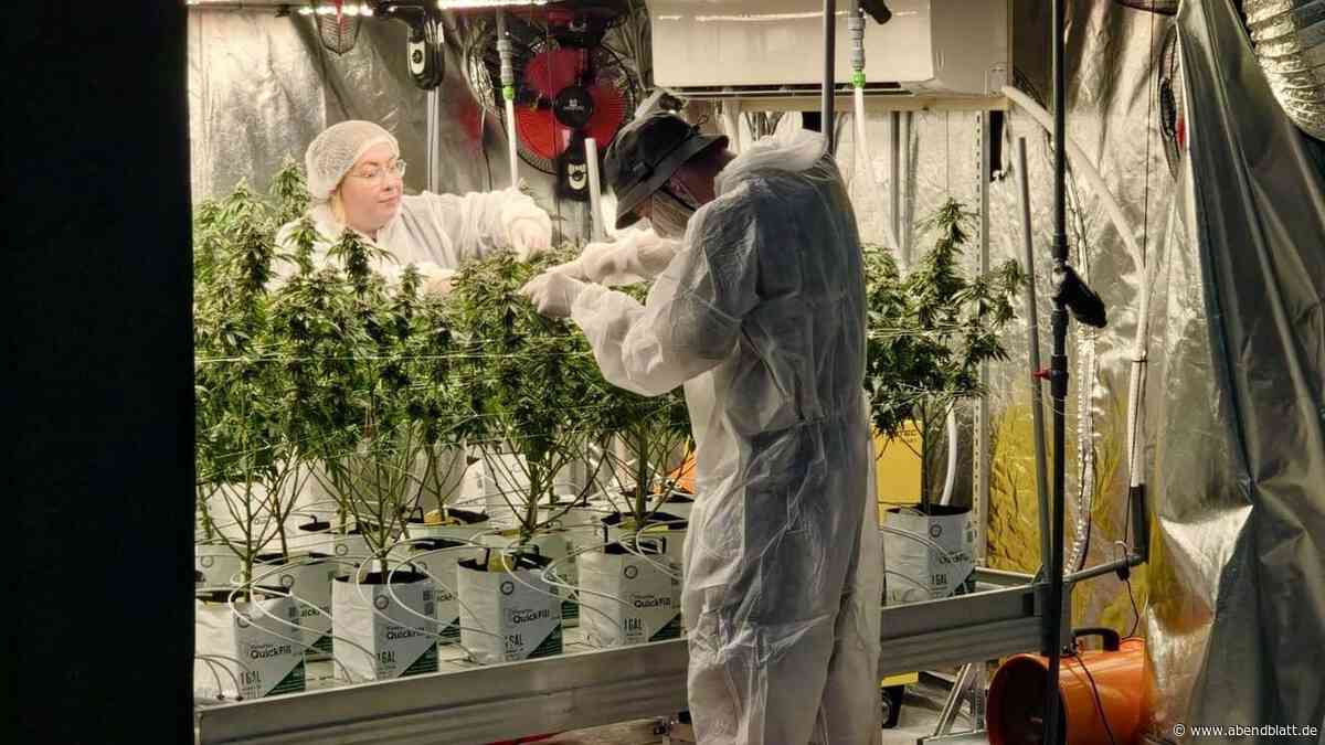 Neue Cannabis-Clubs in Hamburg: In diesem Bezirk gibt es die meisten