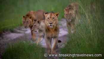 Safari travellers are increasingly booking Africa’s Green Season