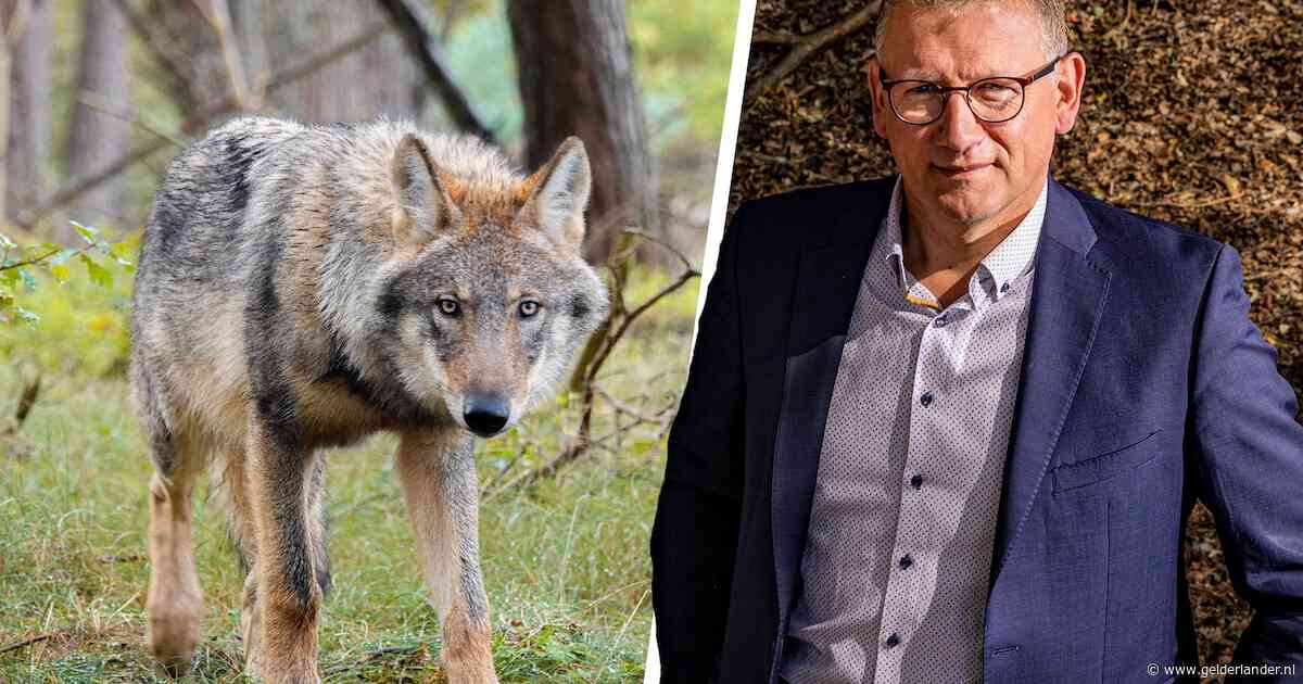 Harold Zoet vraagt ‘Den Haag’ om begrip: ‘Met alleen rasters lossen we problemen met de wolf niet op’