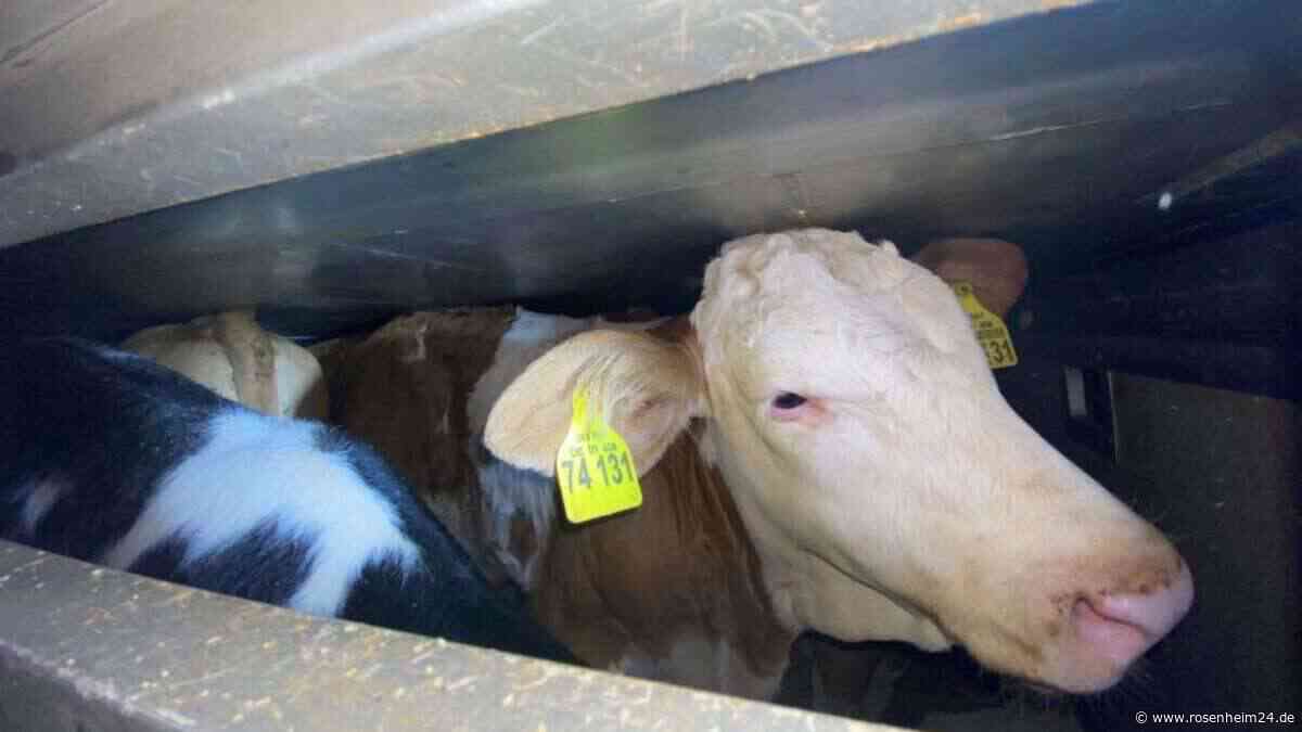 Polizei stoppt Tiertransporter auf der A94: Kontrolle deckt massive Verstöße auf