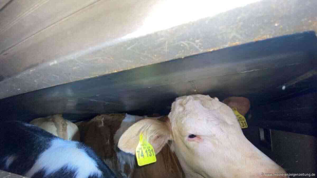 A94 bei Anzing: Tiertransport gestoppt – 190 Kälber zu eng verladen