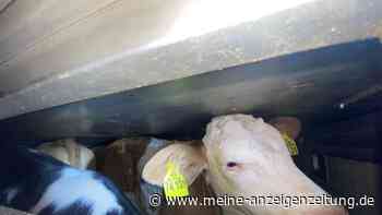 A94 bei Anzing: Tiertransport gestoppt – 190 Kälber zu eng verladen
