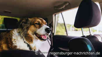 Hund bei Hitze im Auto zur?ckgelassen