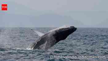Brazil’s humpback whales make stunning comeback; population surges from just 2,000 to nearly 35,000