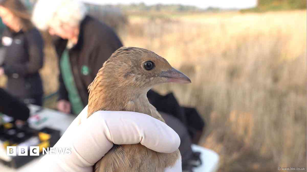 Conservationists hopeful for corncrake comeback