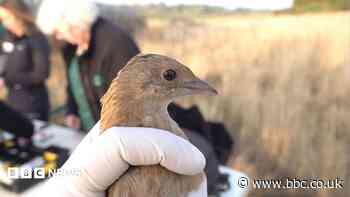Conservationists hopeful for corncrake comeback