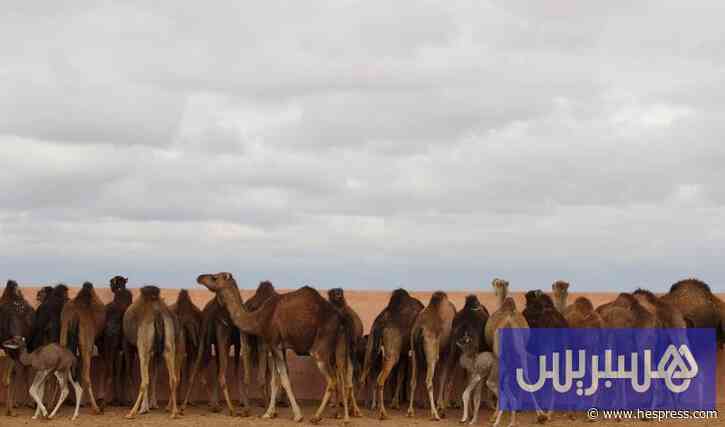 أسعار الإبل تشتعل في الأقاليم الجنوبية .. من يحتكر رخص الاستيراد؟