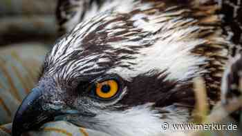 Nach fast 100 Jahren: Einst ausgestorbener Adler kehrt mit Nachwuchs nach NRW zurück