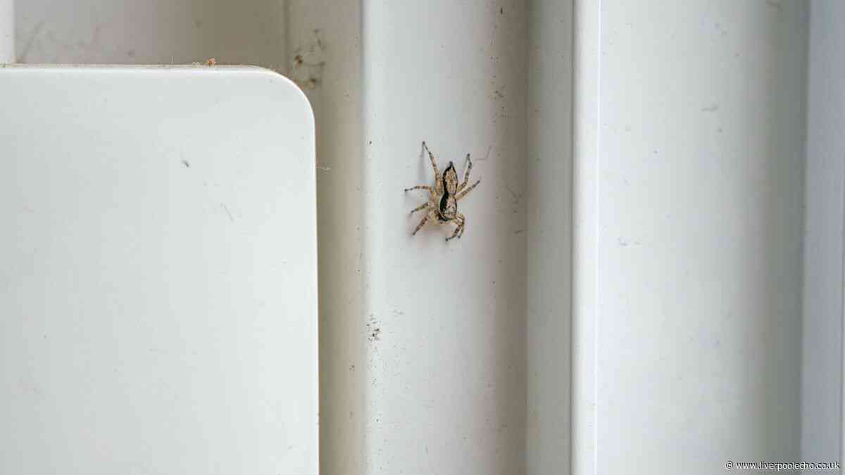 Kitchen cupboard item will banish spiders for good in UK mating season