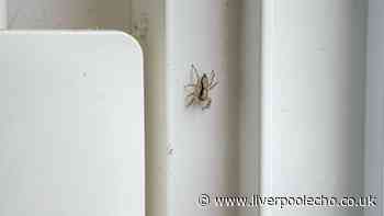 Kitchen cupboard item will banish spiders for good in UK mating season