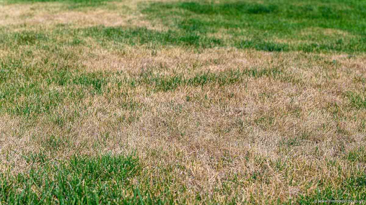 Stop this hidden lawn pest from creating brown patches on grass by acting now