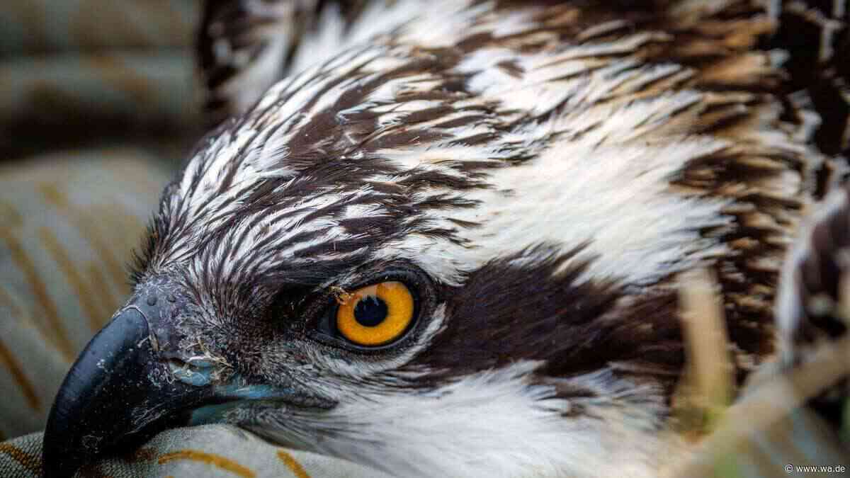 Nach fast 100 Jahren: Einst ausgestorbener Adler kehrt mit Nachwuchs nach NRW zurück