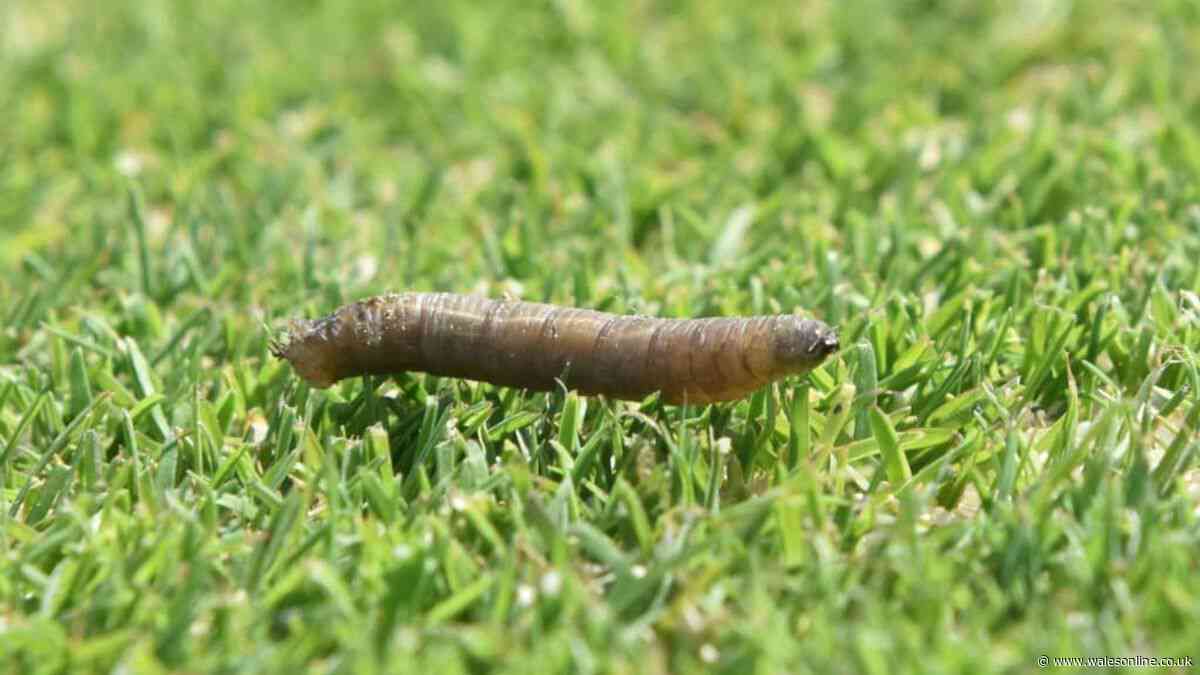 Save lawns from hidden garden pest behind brown and yellow dead patches