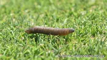 Save lawns from hidden garden pest behind brown and yellow dead patches