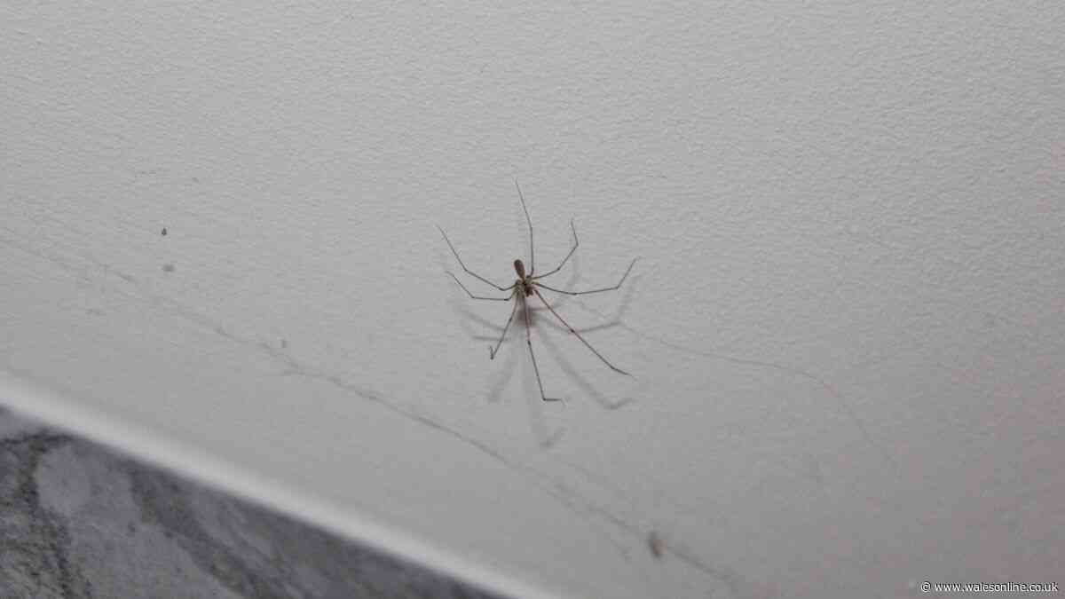 Kitchen cupboard item will deter spiders in UK mating season