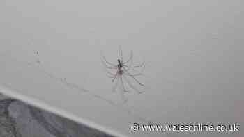 Kitchen cupboard item will deter spiders in UK mating season