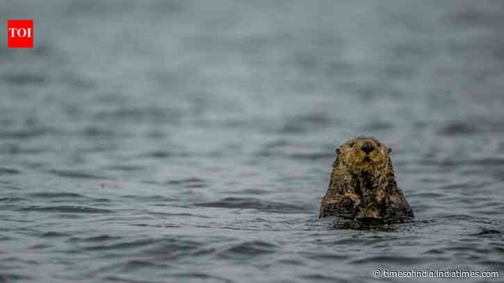 Sea otters returned to Canada after extinction; now they protect kelp but threaten a prized 'local delicacy'