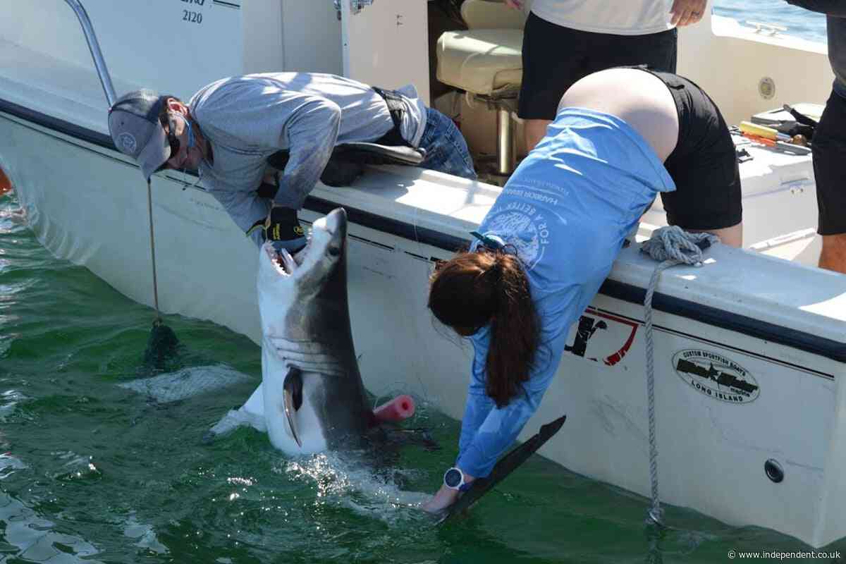 Inside the secret shark nursery lurking just off New York’s ritzy Hamptons