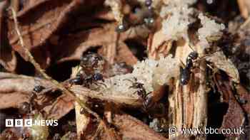 Heathland plan to support two rare species of ant
