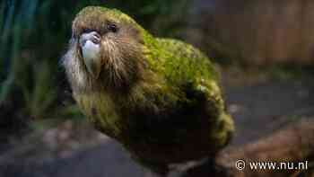 90 nieuwe kuikens in recordbroedseizoen voor bedreigde kakapo Nieuw-Zeeland