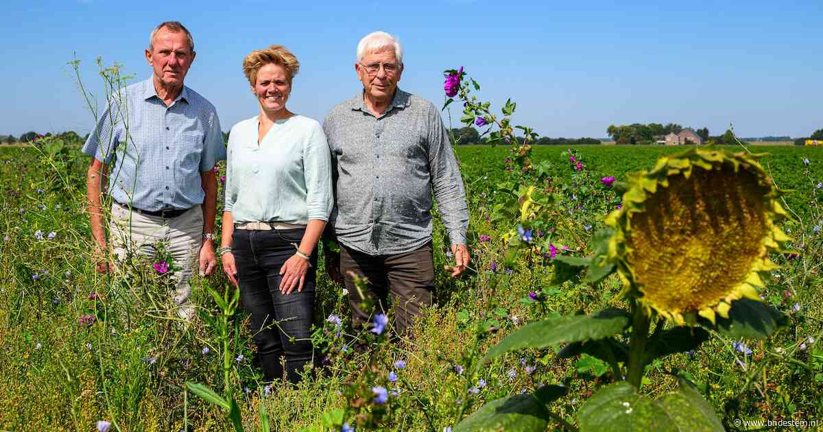 Agrarisch natuurbeheer in opmars: waarom steeds meer boeren kiezen voor bloemrijke akkerranden