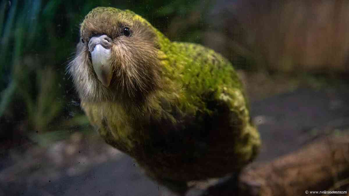 90 nieuwe kuikens in recordbroedseizoen voor bedreigde kakapo Nieuw-Zeeland