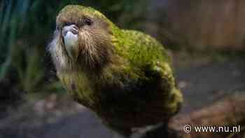 Negentig kuikens in recordbroedseizoen voor bedreigde Nieuw-Zeelandse kakapo