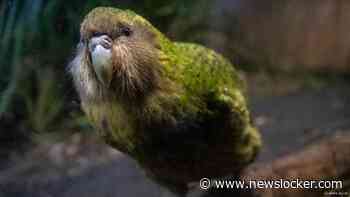Negentig kuikens in recordbroedseizoen voor bedreigde Nieuw-Zeelandse kakapo