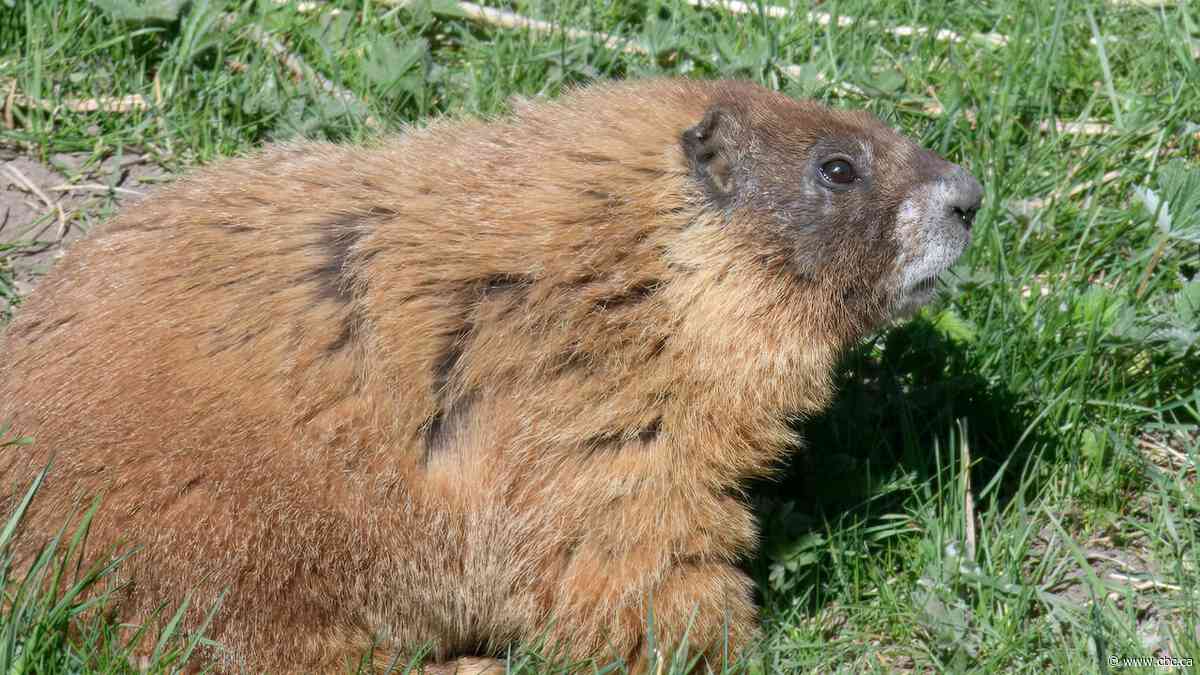 Fat Marmot Week winner crowned | The Moment