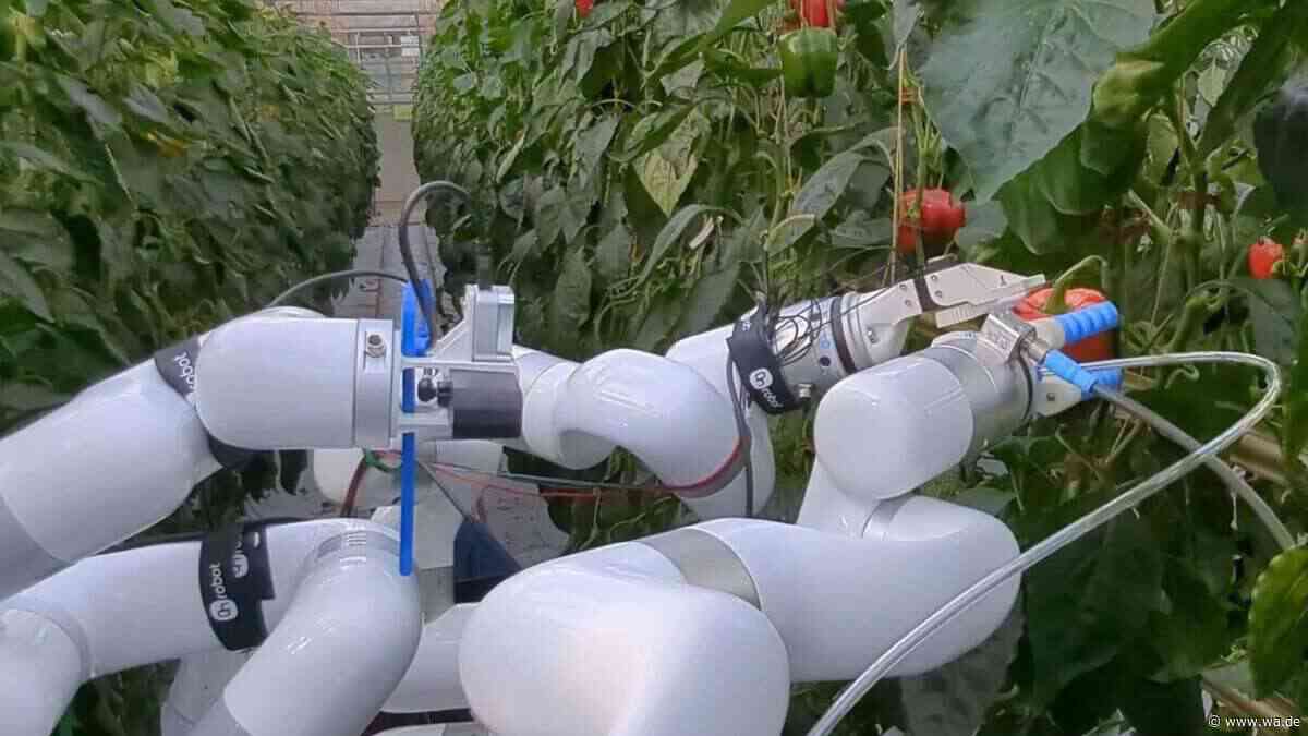 Roboter versteht Sprache und pflegt Pflanzen – so funktioniert das Gewächshaus der Zukunft
