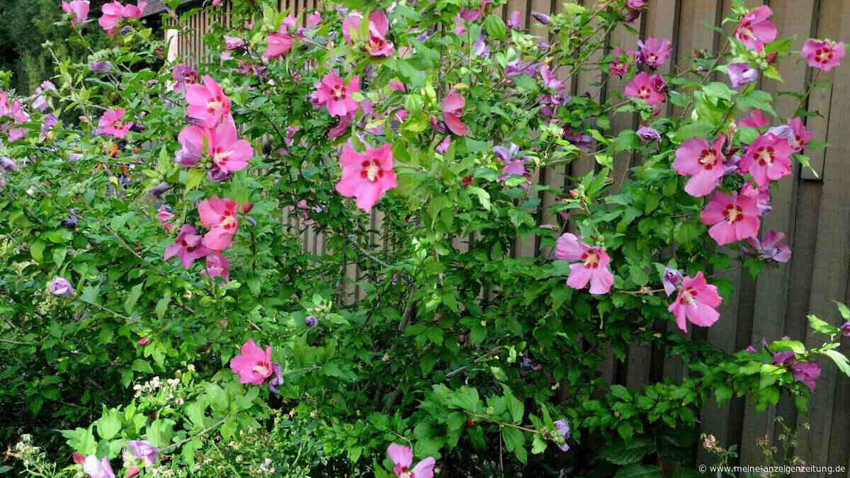 Hibiskus vor dem Winter schneiden – Gärtnermeister erklärt, worauf es ankommt