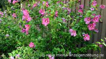 Hibiskus vor dem Winter schneiden – Gärtnermeister erklärt, worauf es ankommt