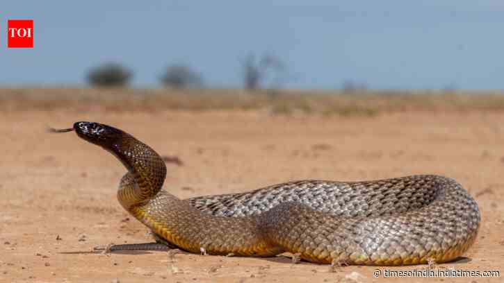 1950: Kevin Budden, a 20-year-old photographer, was dying from a taipan snake bite when he insisted the snake be saved; five years later, its venom helped save a boy’s life