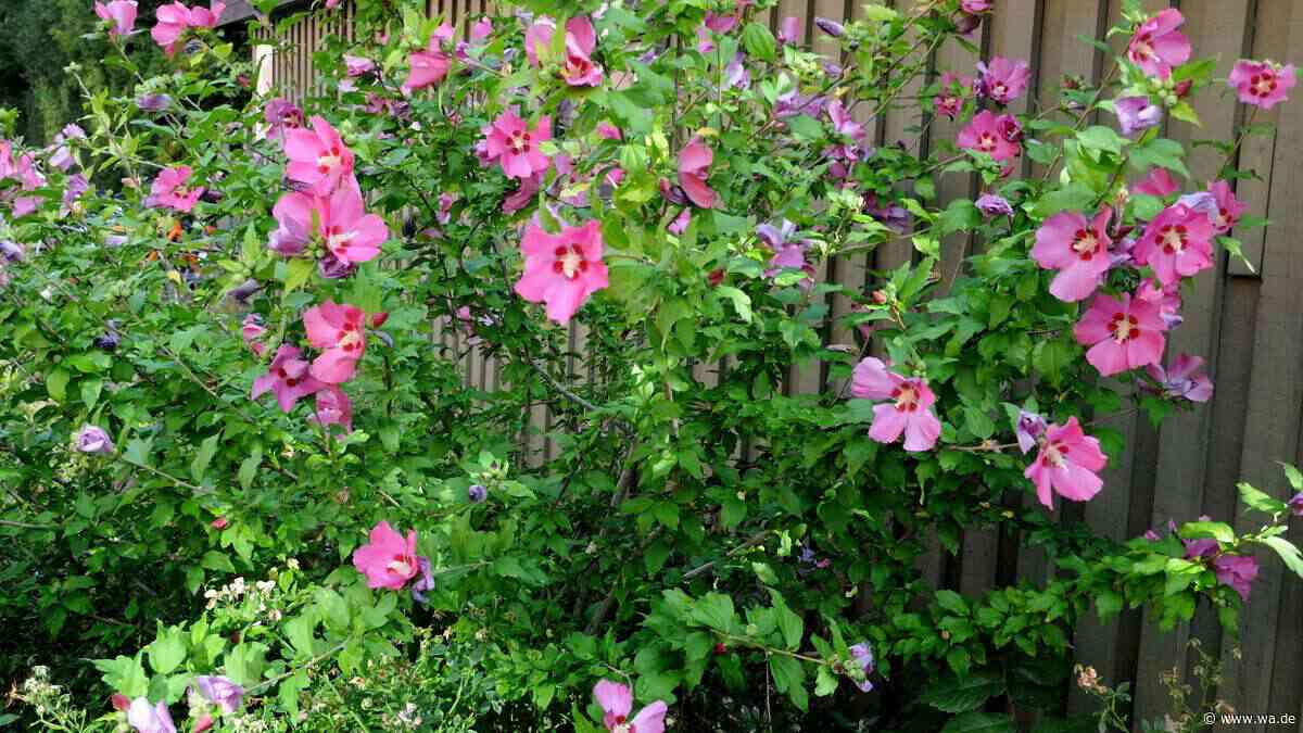 Hibiskus vor dem Winter schneiden – Gärtnermeister erklärt, worauf es ankommt