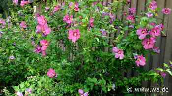Hibiskus vor dem Winter schneiden – Gärtnermeister erklärt, worauf es ankommt