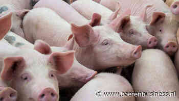 Duitsland importeert steeds minder varkens