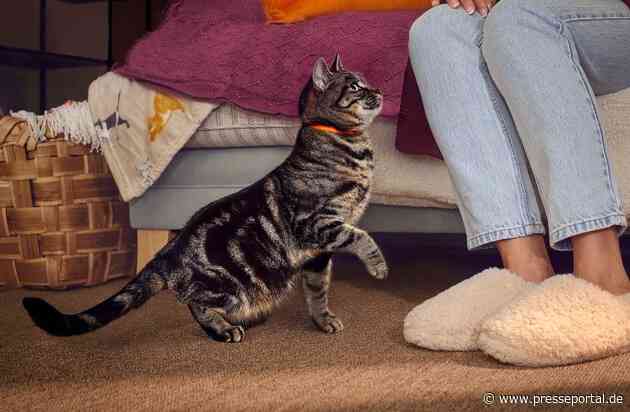 Unabhängig, aber nicht unverwundbar: Wenn Katzen Schmerzen still ertragen / Woran Katzenhalter*innen mögliche Anzeichen von Arthrose erkennen und wie sie ihre Katze im Alltag unterstützen können