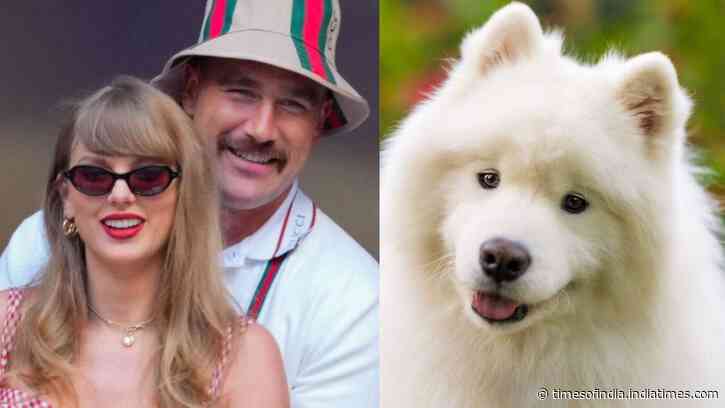 Samoyed Smile Explained: Swift’s dog spotlights Arctic breed; origins traced